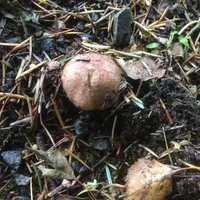 Agaricus sylvaticus