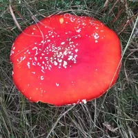 Amanita muscaria