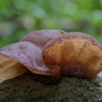 Auricularia auricula-judae