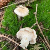 Cantharellus cibarius