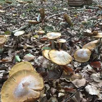 Cortinarius caperatus