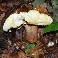 Gyroporus castaneus