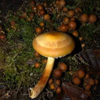 Kuehneromyces mutabilis