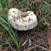 Lactarius torminosus