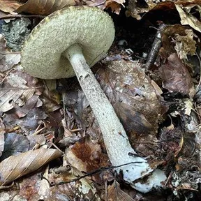 Leccinellum pseudoscabrum