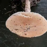 Lepiota subincarnata