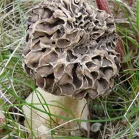 Morchella esculenta