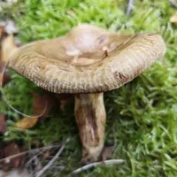 Paxillus involutus
