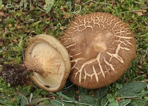 Photo of brown roll-rim (Paxillus involutus)