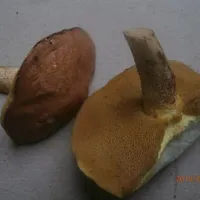 Suillus granulatus