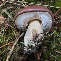 Suillus luteus