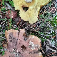 Tricholoma equestre