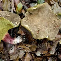 Xerocomellus chrysenteron